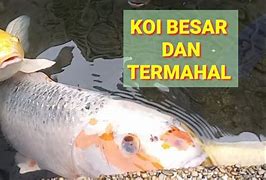 Ikan Koi Besar Sekali